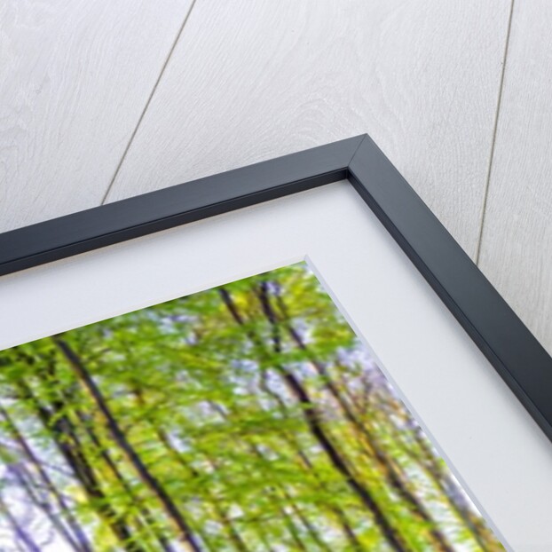 Bluebells by Assaf Frank